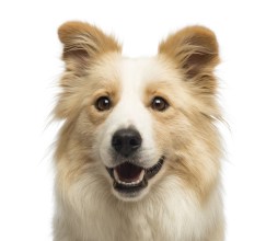 Close-up of a Border Collie, 2.5 years old, in front of white background