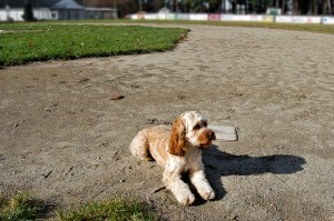 baseball dog